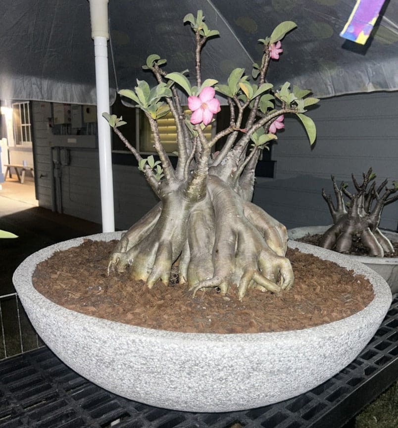 VT92ABCD - BOWL SHAPED PLANTER (6592789282945)