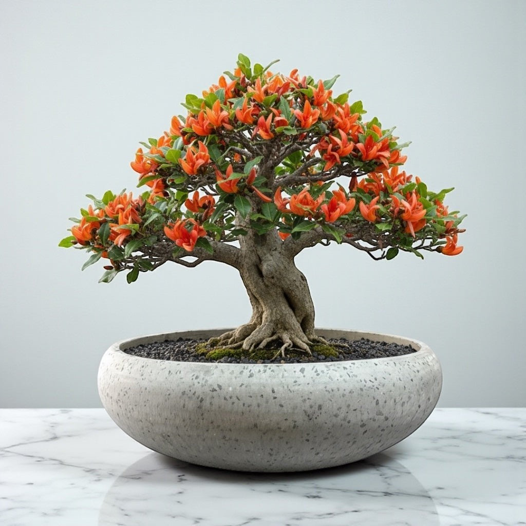 Hawaiian Discovery Furniture Calabash terrazzo planter bowl holding a flowering orange bonsai tree on marble surface