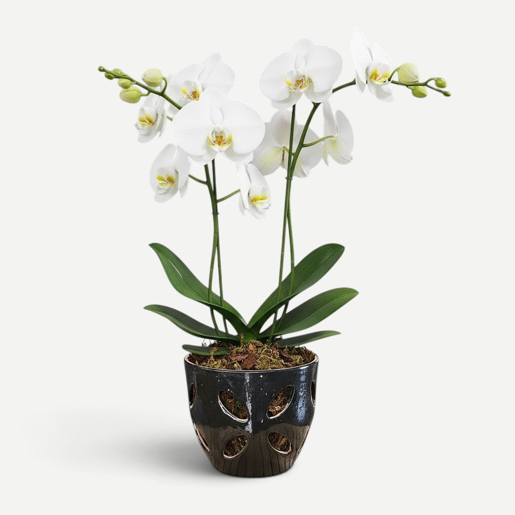 Hawaiian Discovery Furniture Malu orchid pot with a white phalaenopsis orchid in a dark, textured ceramic planter.