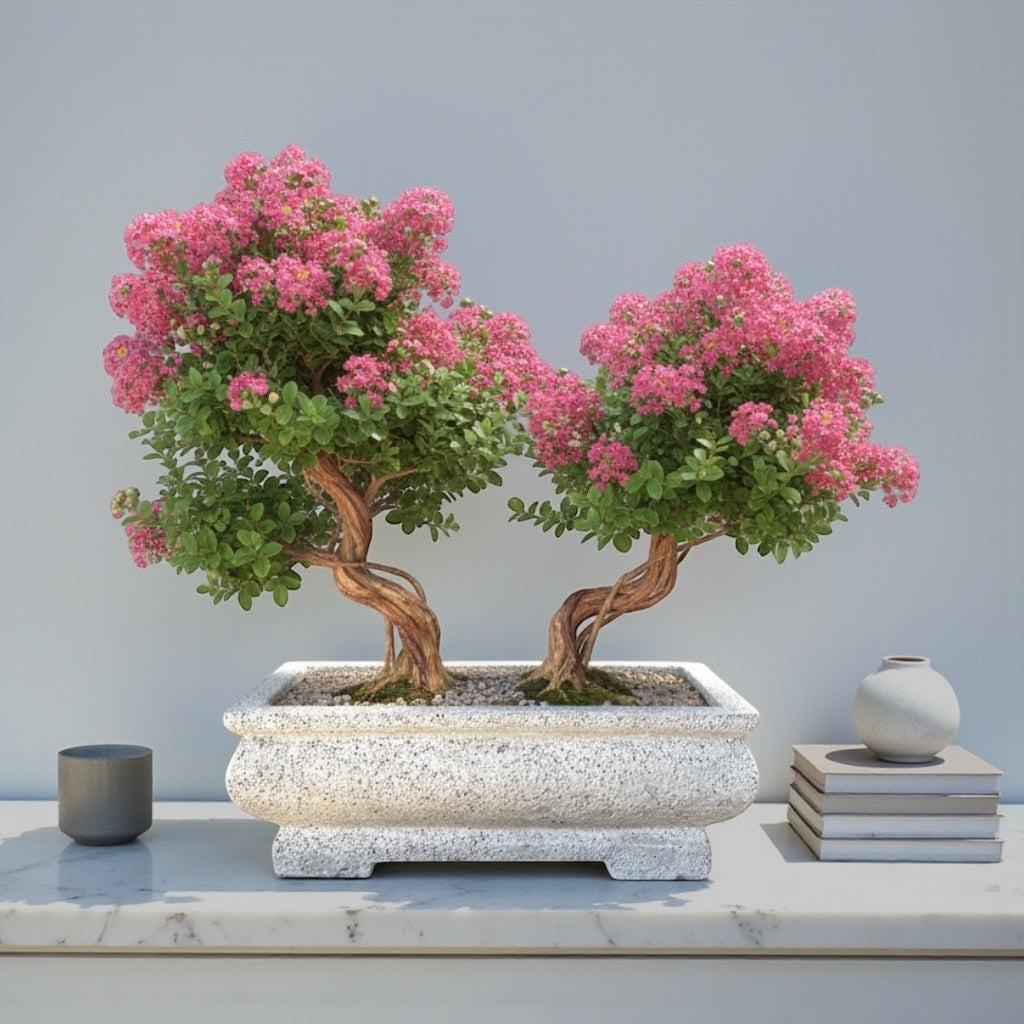 Hawaiian Discovery Furniture rectangular bonsai planter in lightweight concrete with a twin-trunk pink flowering tree