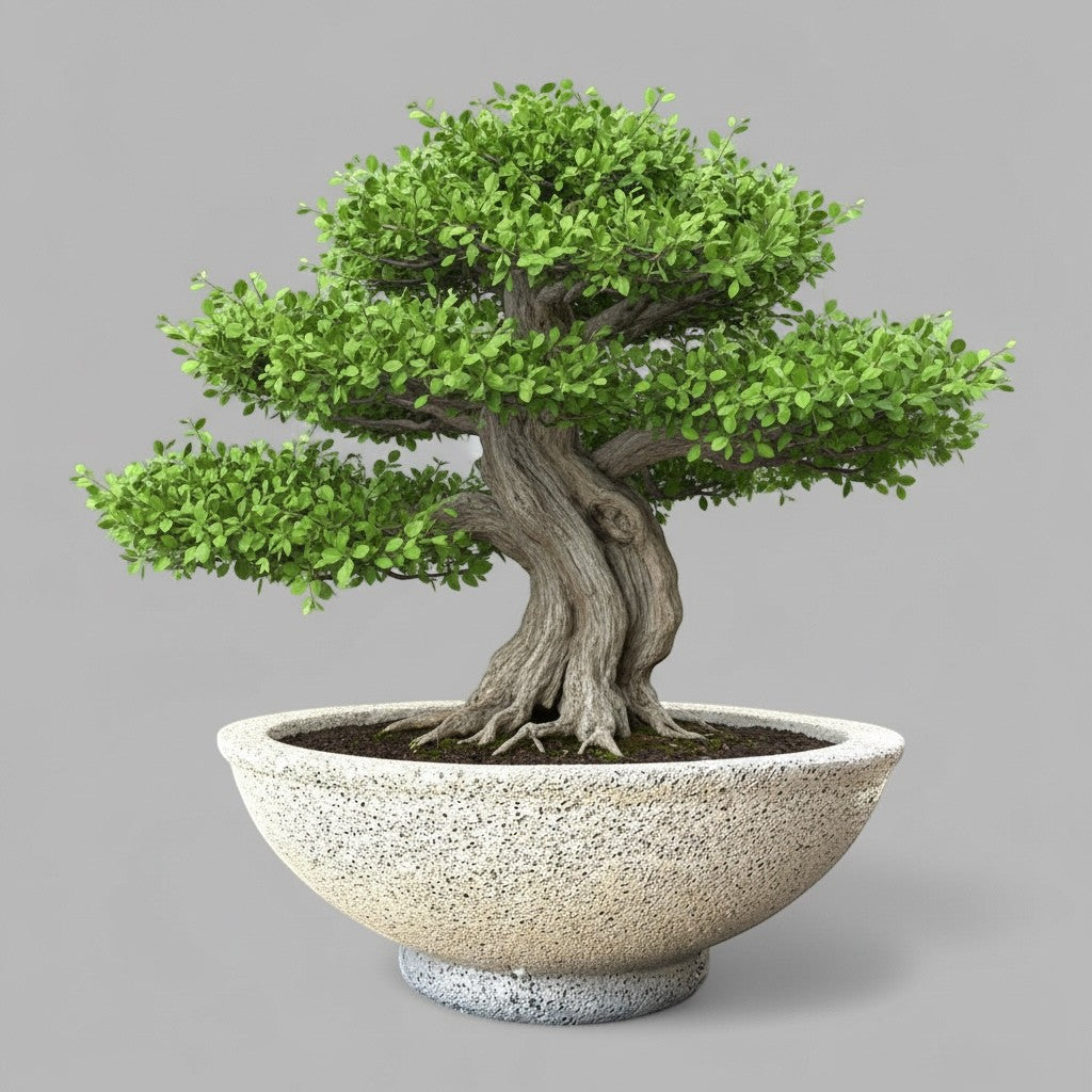 Hawaiian Discovery Furniture Maru round bonsai planter made of lightweight concrete and recycled foam with a porous finish