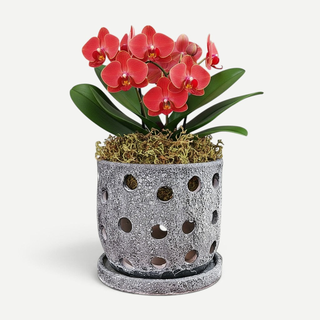 Lani Orchid Pot – Hawaiian Discovery Furniture