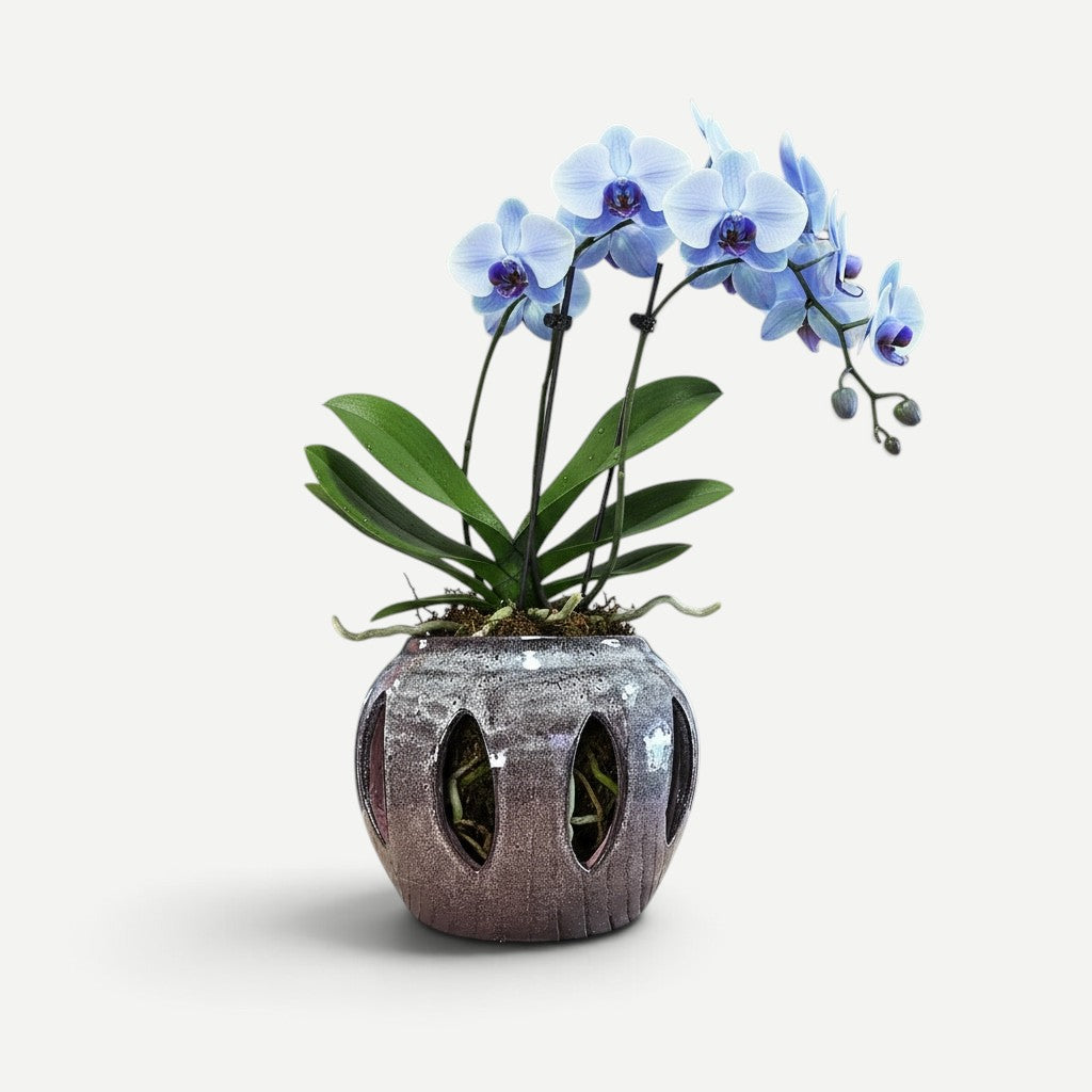 Alohi Orchid Pot – Hawaiian Discovery Furniture