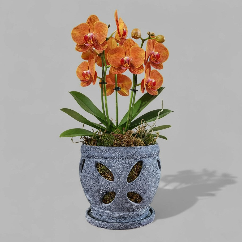 Nani Orchid Pot – Hawaiian Discovery Furniture