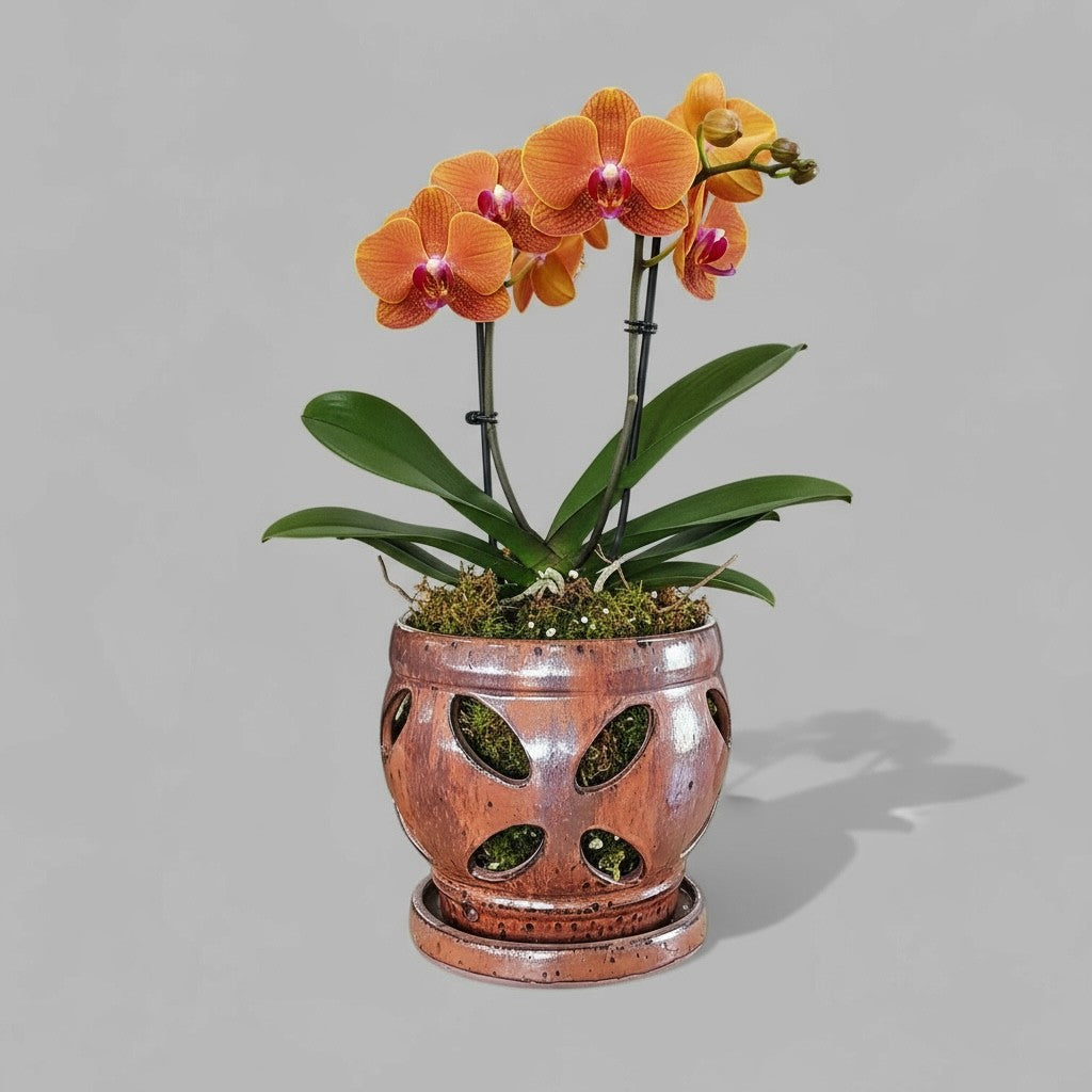 Nani Orchid Pot – Hawaiian Discovery Furniture