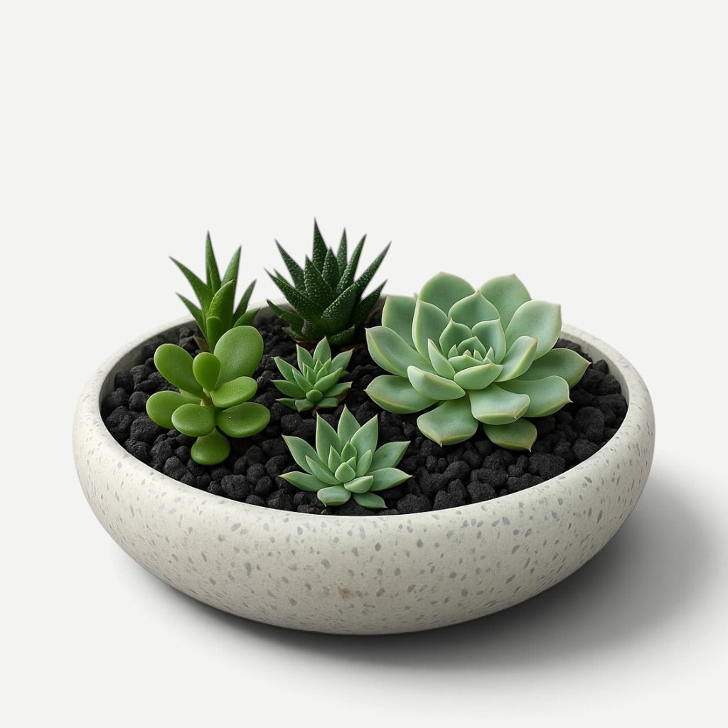 Hawaiian Discovery Furniture Calabash terrazzo planter bowl filled with black lava rock and assorted green succulents