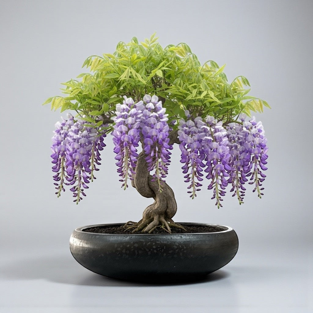 Hawaiian Discovery Furniture Calabash terrazzo planter bowl holding a purple wisteria bonsai tree on a grey background
