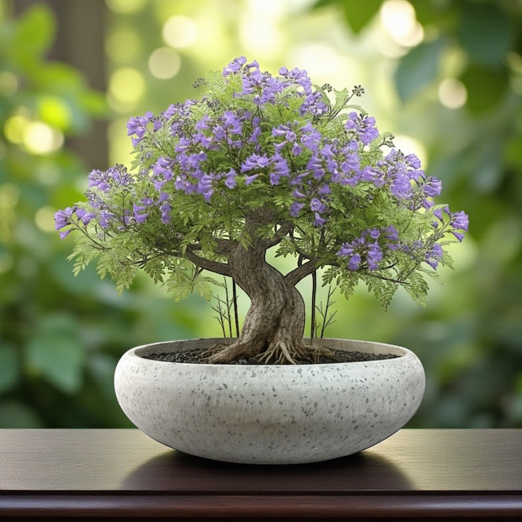 Hawaiian Discovery Furniture Calabash terrazzo planter bowl holding a small purple flowering bonsai tree on a table