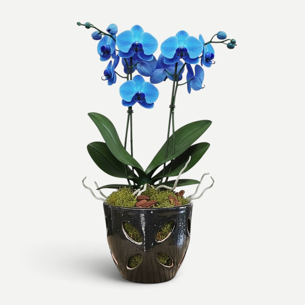 Hawaiian Discovery Furniture Malu Orchid Pot featuring a vibrant blue orchid plant in a dark, textured ceramic planter.