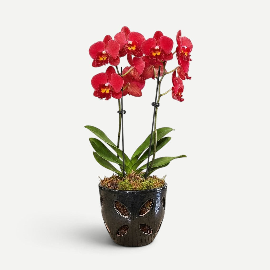 Hawaiian Discovery Furniture Malu Orchid Pot featuring a vibrant red orchid in a dark, textured ceramic planter.
