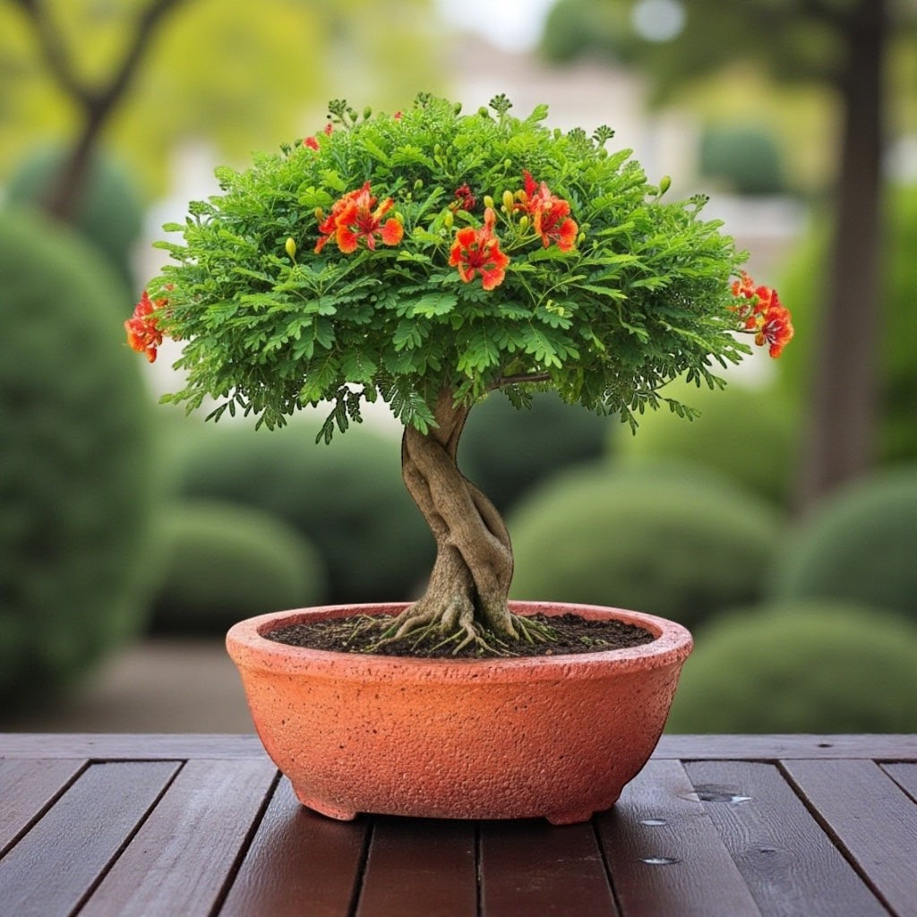 Hawaiian Discovery Furniture Kumo oval bonsai planter in concrete finish holding a flowering bonsai tree outdoors