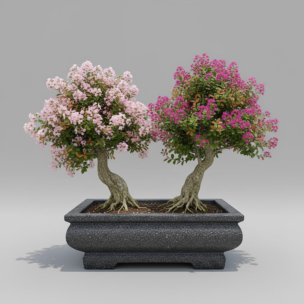 Hawaiian Discovery Furniture rectangular concrete and foam bonsai planter holding two flowering crepe myrtle trees