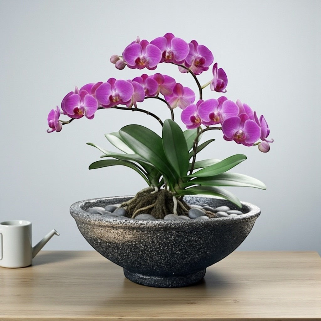 Hawaiian Discovery Furniture Maru round bonsai planter in grey concrete with a vibrant purple orchid on a table