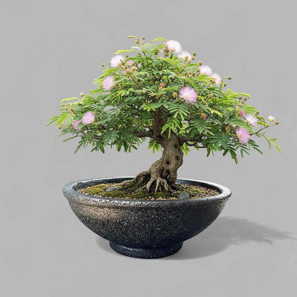 Hawaiian Discovery Furniture Maru round bonsai planter made of lightweight concrete and recycled foam with a tree